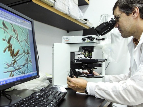 Shawn Lockhart looks at the meningitis-causing fungus Exserohilum rostratum at the mycotic lab at the Centers for Disease Control and Prevention on Oct. 12, 2012 in Atlanta after the fungal meningitis outbreak.