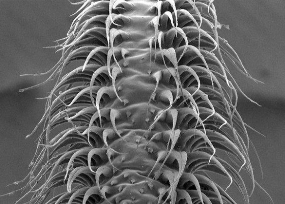 A scanning electron micrograph of the tip of a nectar-feeding bat tongue. Glossophaga soricina uses these hairlike erectile appendages to mop up nectar.