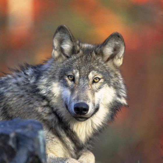 The gray wolf (Canis lupus lycaon), also known as the timber wolf, is the largest wild member of the dog family. Found in parts of North America, gray wolves are making a comeback in the Great Lakes, northern Rockies and Southwestern United States.