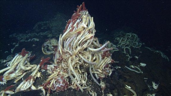These tube worms, over 3 feet tall, live off the