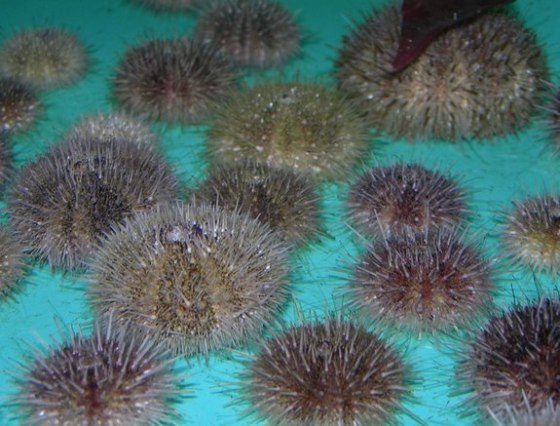 Urchins