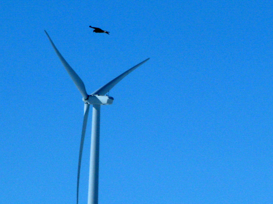 A golden eagle flies over a wind turbine on a Duke Energy wind farm in Converse County, Wyo., in April.