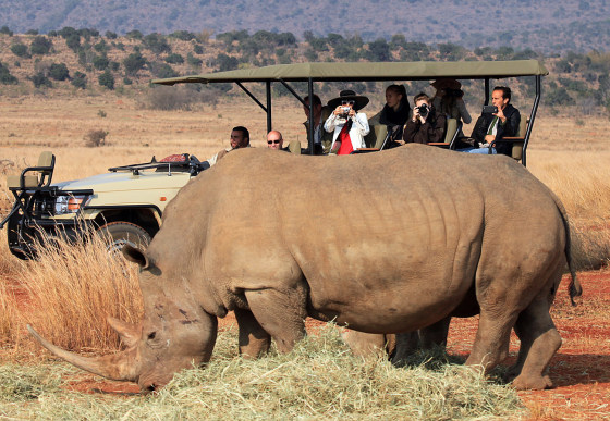 Chinese-American actress Bai Ling takes pictures of a rhino on Sept. 15 in South Africa's Entabeni game reserve during an event to promote awareness about illegal rhino killings.