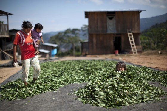 Saiumi Yasumi, 4, peeks out from a pile of coca leaves as her mother Magali Rua Gonzalez, 25, uses her feet to spread out coca leaves on a tarpaulin in the village of Los Angeles in Peru's Pichari district on Sept. 26.