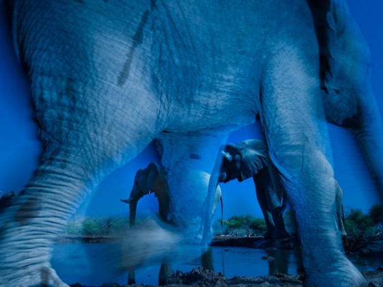 Image: \"Essence of Elephants\"