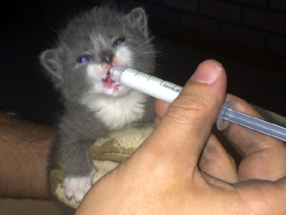 One of the kittens is fed milk with a dropper.