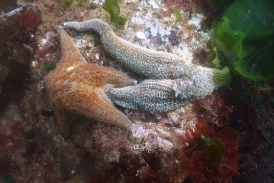 Leather sea star eating a dying mottled sea star.