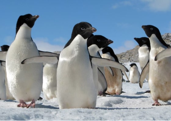 Adelie penguins