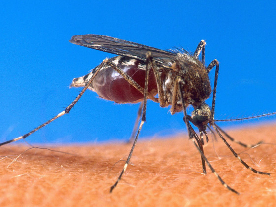 A mosquito is bloated with blood as it feeds on a volunteer at the U.S. Department of Agriculture.
