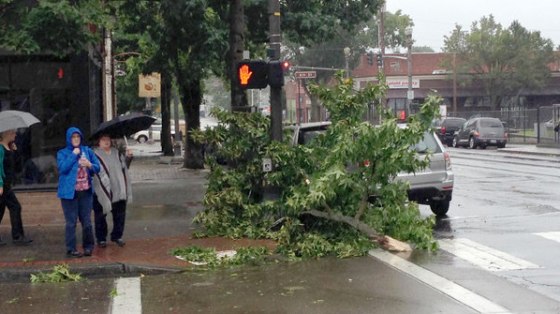 A large part of a tree is down at an intersection in the Portland area.