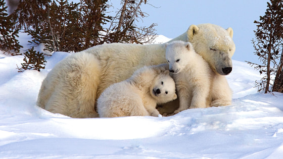 Picture perfect! Polar bear family chills out in the snow