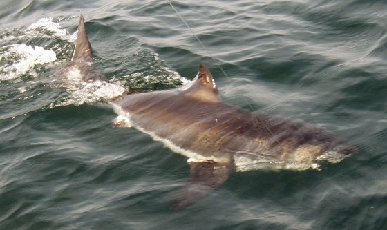 Image: Great white shark swimming in the Atlantic Ocean