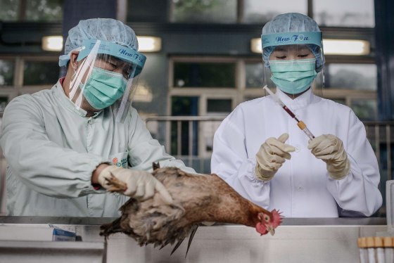 Officials test poultry at the border with mainland China in Hong Kong as part of measures against the spread of the deadly H7N9 bird flu. A Canadian traveler has died from an unrelated strain of bird flu, the H5N1 strain.