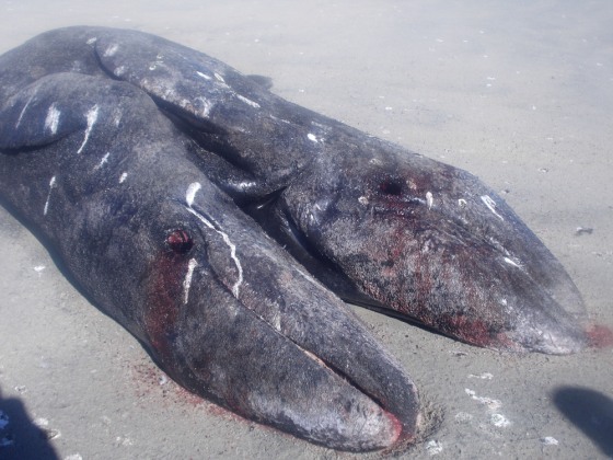 Two conjoined gray whale calves lie dead in a beach in the Ojo de Liebre lagoon, near the town of Guerrero Negro in Baja California, Mexico on Sunday.