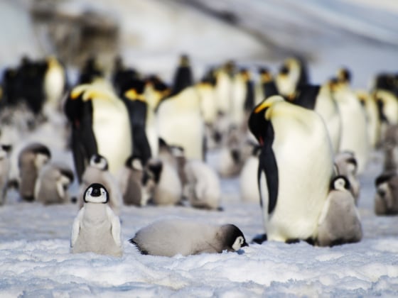 An emperor penguin colony in Antarctica.