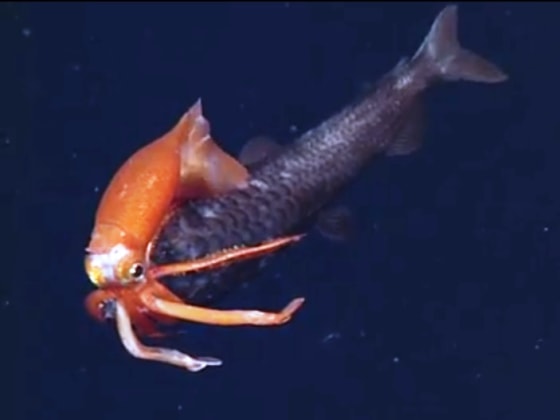 Image: Squid vs. fish