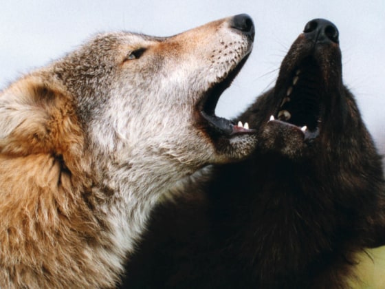 Image: Two wolves