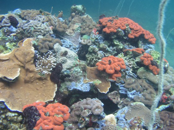 Despite living in waters that are more acidic than average seawater, the corals living in the bays around Palau’s Rock Islands are unexpectedly diverse and healthy.
