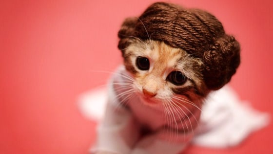 Kittens in dresses shop