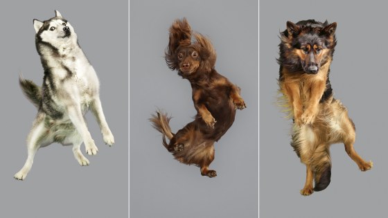 Dogs take flight in hilarious photos