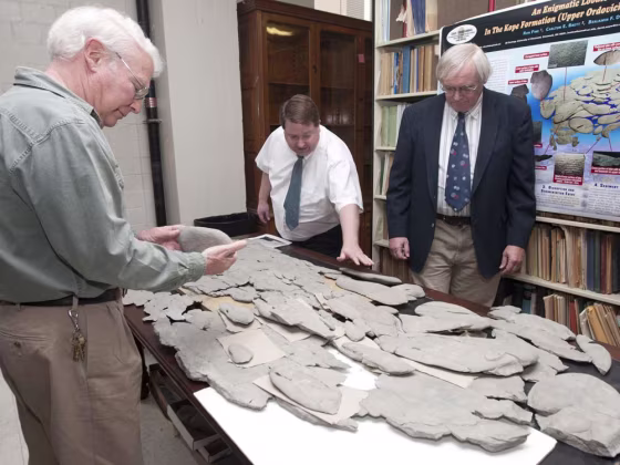 Image: Pieces of mysterious fossil
