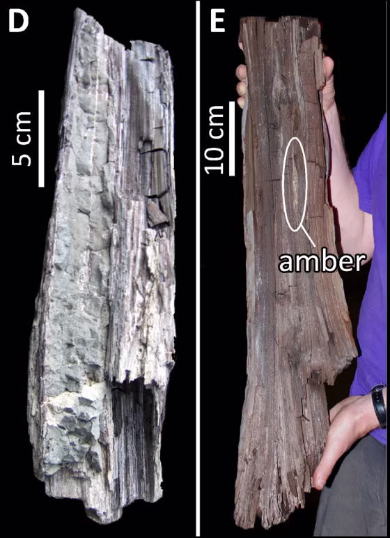Image: Side by side images of redwood specimens