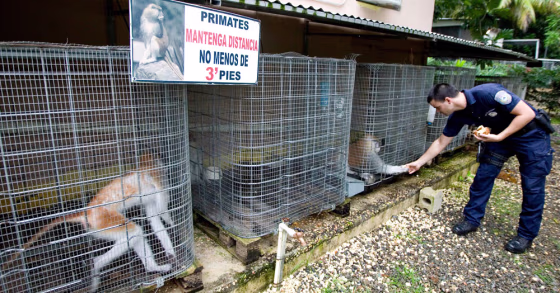 Image: Monkeys