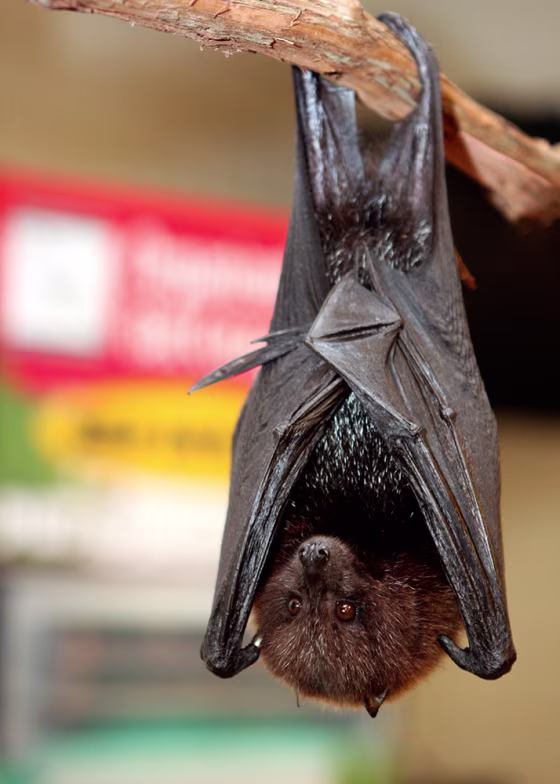 Image: Tanner, a golden bat