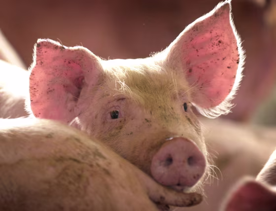 Image: Pigs