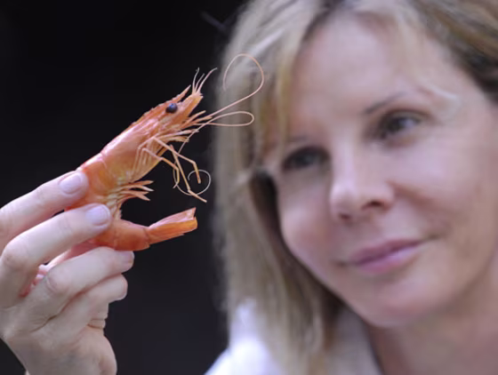 Image: Black tiger prawn
