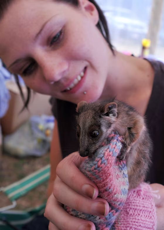 Image: Wildlife Victoria volunteer Gayley Baird holds a baby ringtail possum