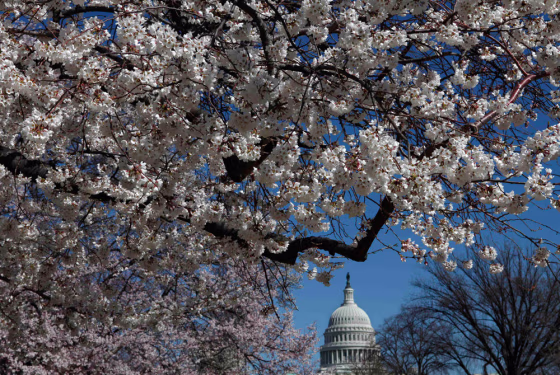 Cherry blossom trees bloom on the National Mall near the Capitol in Washington, on Monday, March 23, 2009. The city's annual Cherry Blossom Festival, whose trees along the tidal basin are largely still budding, begins on Saturday March 28, 2009. (AP Photo/Jacquelyn Martin)