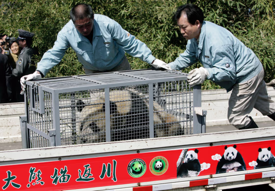 Image: A giant panda is placed in a vehicle for transfer out of Beijing Zoo