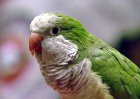 Image: parrot Willie