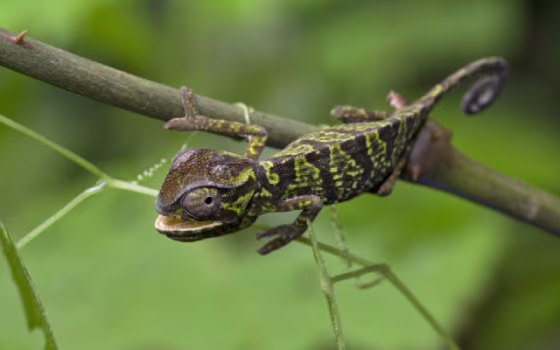Image: Chameleon
