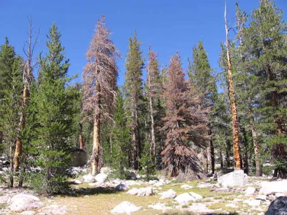 Image: Lodgepole pine
