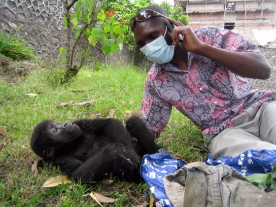 A veteranarian checks on the health of a baby gorilla rescued from smugglers in Goma, Congo. She was found inside the blue plastic bag at right.
