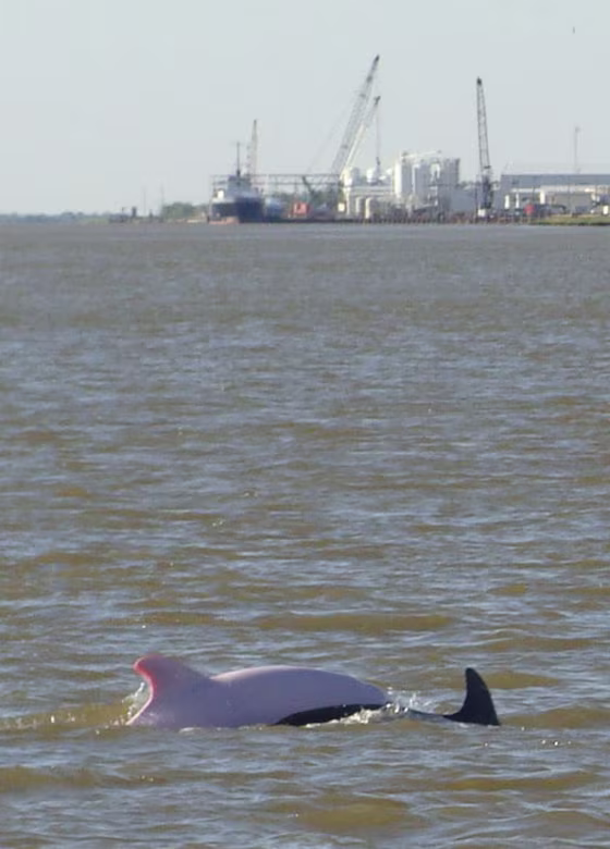 An albino&nbsp;dolphin, left,&nbsp;swims&nbsp;next to darker dolphin in the lower Calcasieu Ship Channel south of Lake Charles, La. Biologist say albino dolphins are rare&nbsp;— &nbsp;the Lake Charles animal is just the 14th reliably reported worldwide, and the third in the Gulf of Mexico.