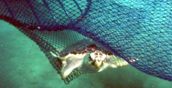 A loggerhead turtle escapes a trawl net equipped with an escape opening. Federal&nbsp;restrictions could be in place by 2010 that close fishing areas or require trawl nets to have devices that protect turtles and also certain fish.