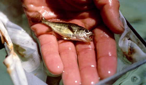 Image: Sea bass