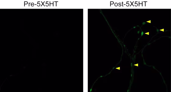 The increase in green fluorescence, right,&nbsp;shows&nbsp;the imaging of protein synthesis at synapses when memories are made. 