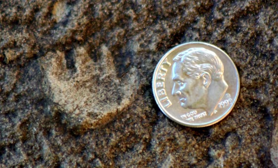 Image: small fossil mammal footprint