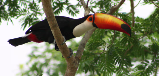 Image: Toco toucan