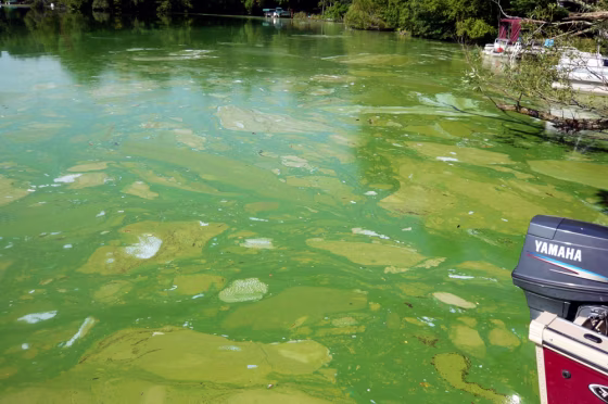 Image: Green algae