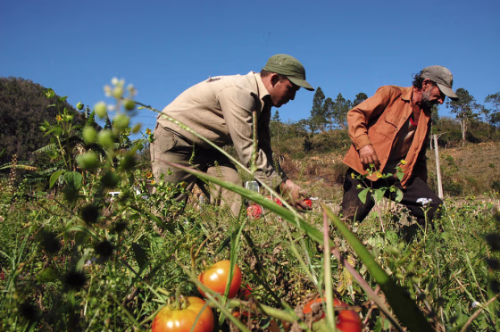 Image: Self-employed Cuban farmers harvest tomatoes