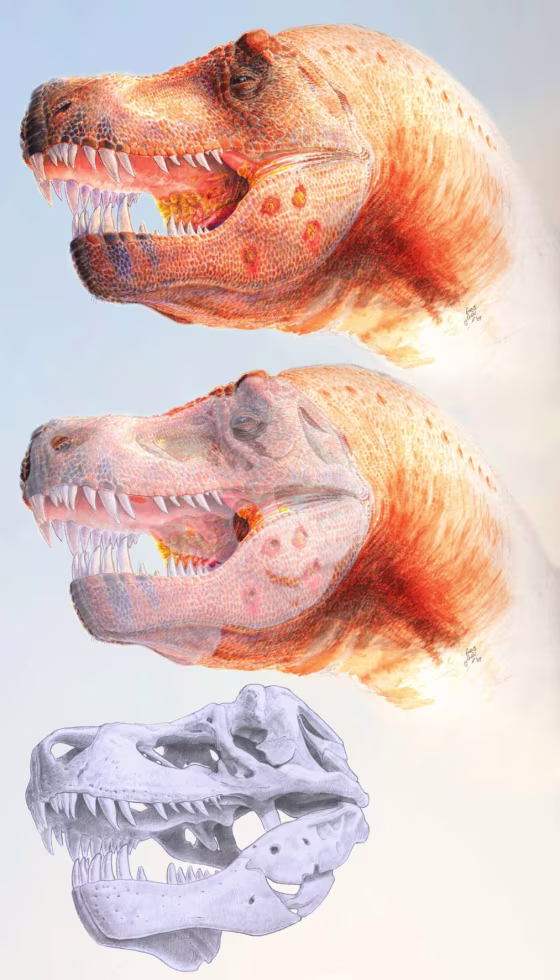 A reconstruction of the Trichomonas-like infection of the T. rex commonly known as "Peck's Rex." Note the yellowing at the back of the mouth and the lesions in the jaw that penetrate the full thickness of the bone.