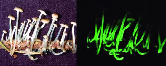 A newly identified luminescent fungus called Mycena luxaeterna was discovered in a forest in Sao Paulo, Brazil. The mushroom caps are tiny, under a half inch (8 mm) in diameter and the stems have a jelly-like structure. The glow is easier to observe at night (right).