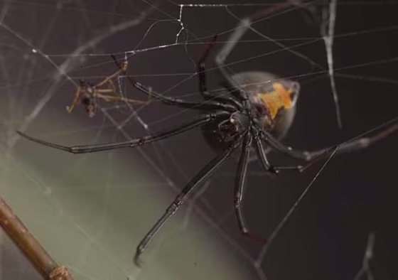 Image: Australian redback spiders
