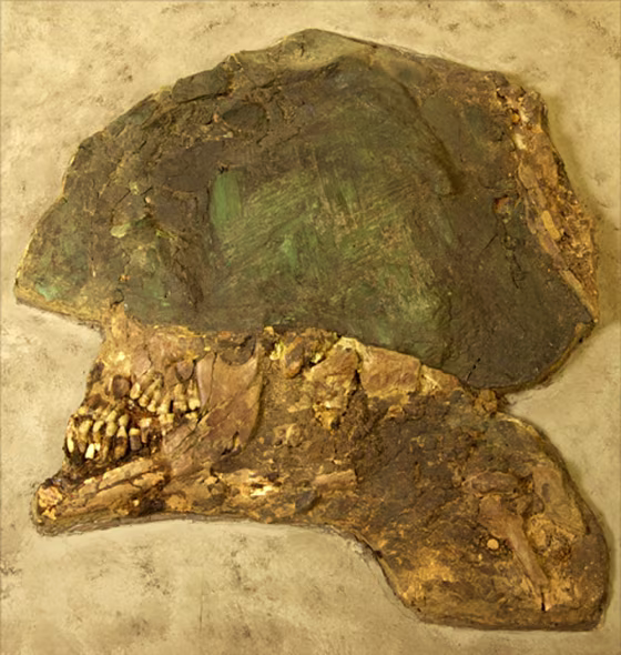 Image: A flattened human head , its teeth the only recognizable feature.