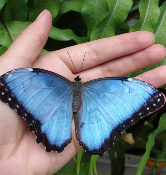 Image: blue morpho butterfly